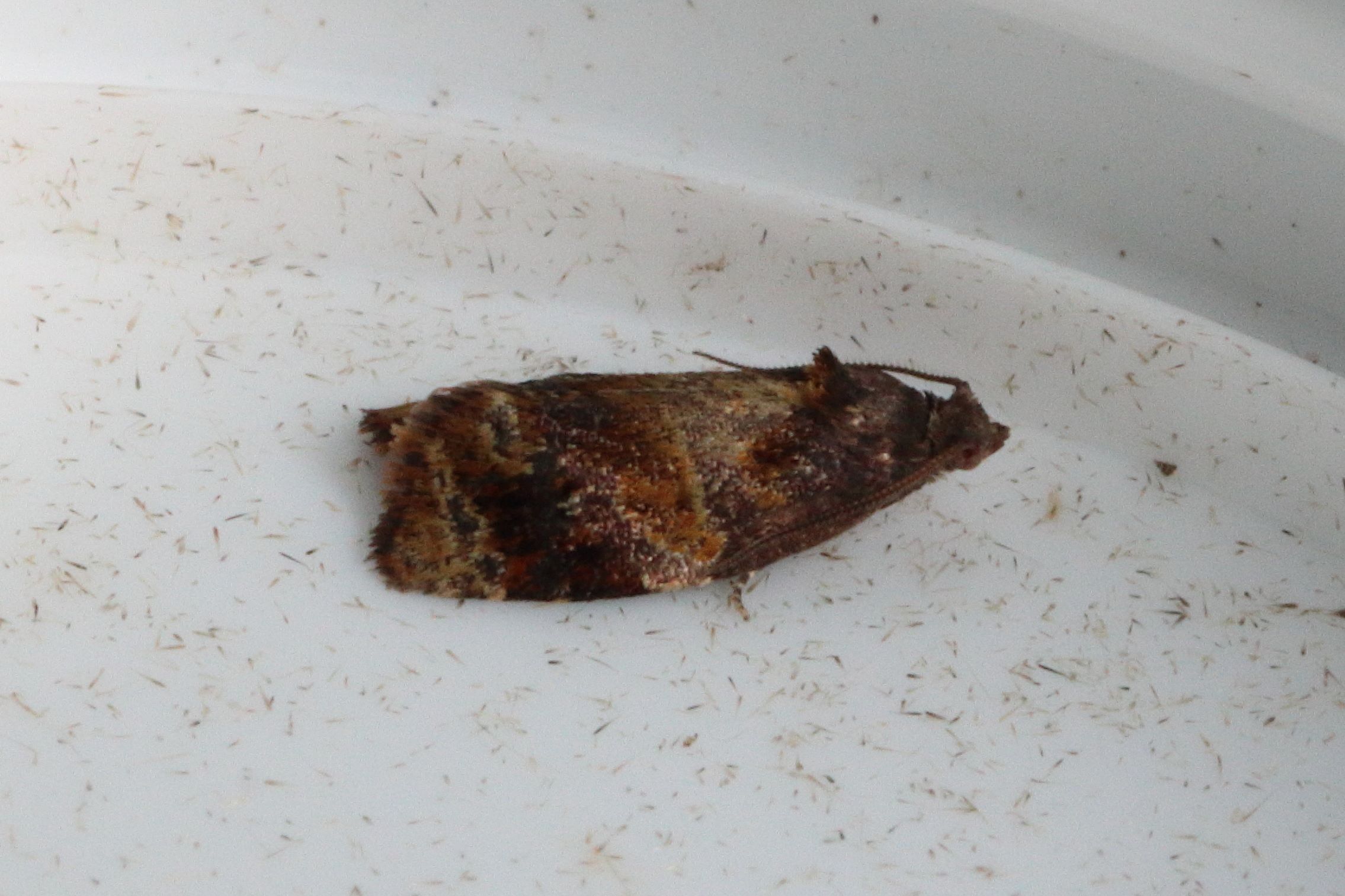 Photo of Red-barred Tortrix (Ditula angustiorana)